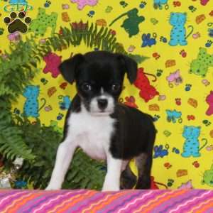 Washington, Boston Terrier Mix Puppy